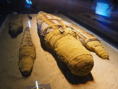 Mumifizierte Krokodile